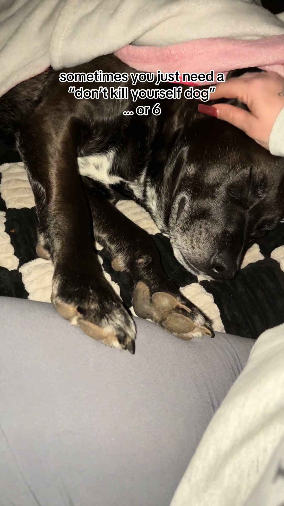 @kai•thedogmother🐾