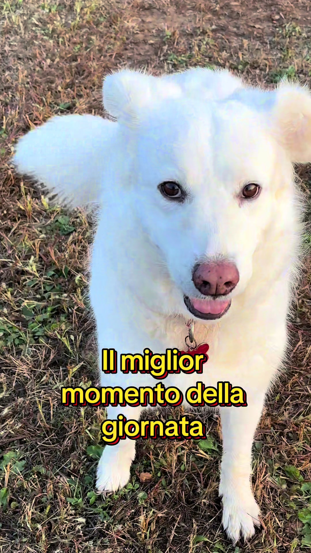@Family_pelosa🐱🐰🐶🐮