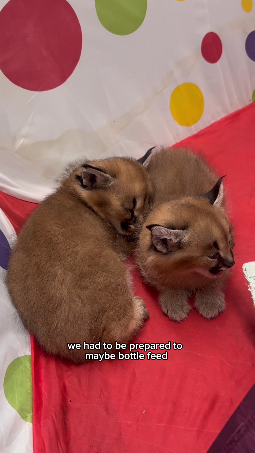@The Wildcat Sanctuary