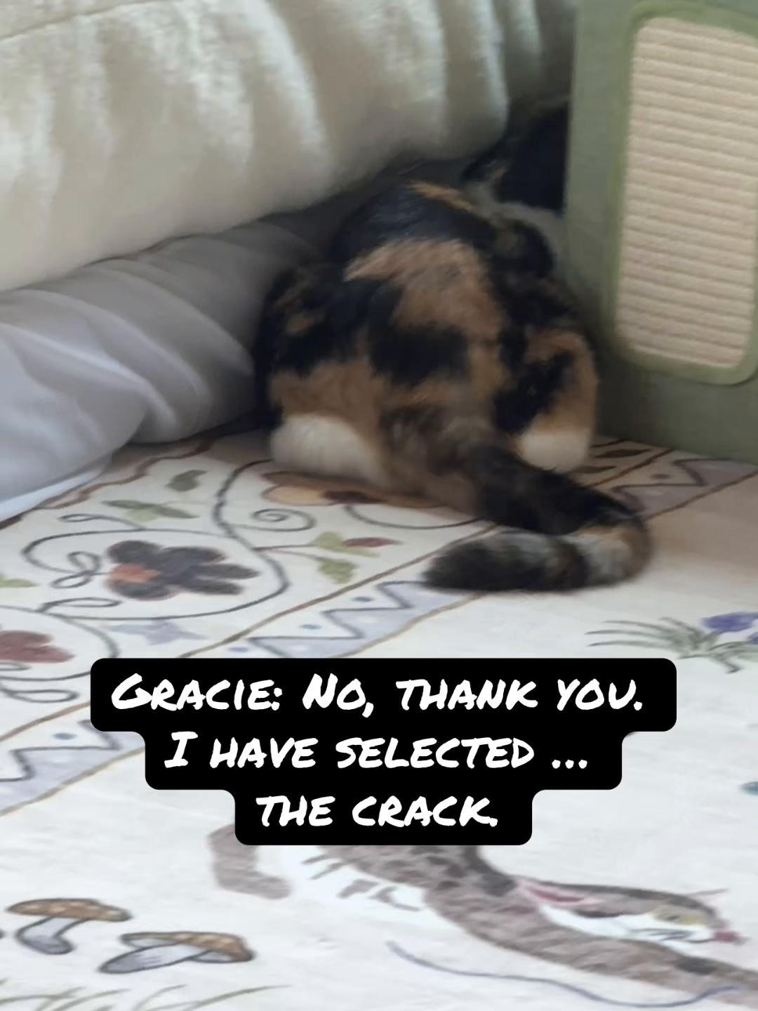 @Gracie’s Circling Paws