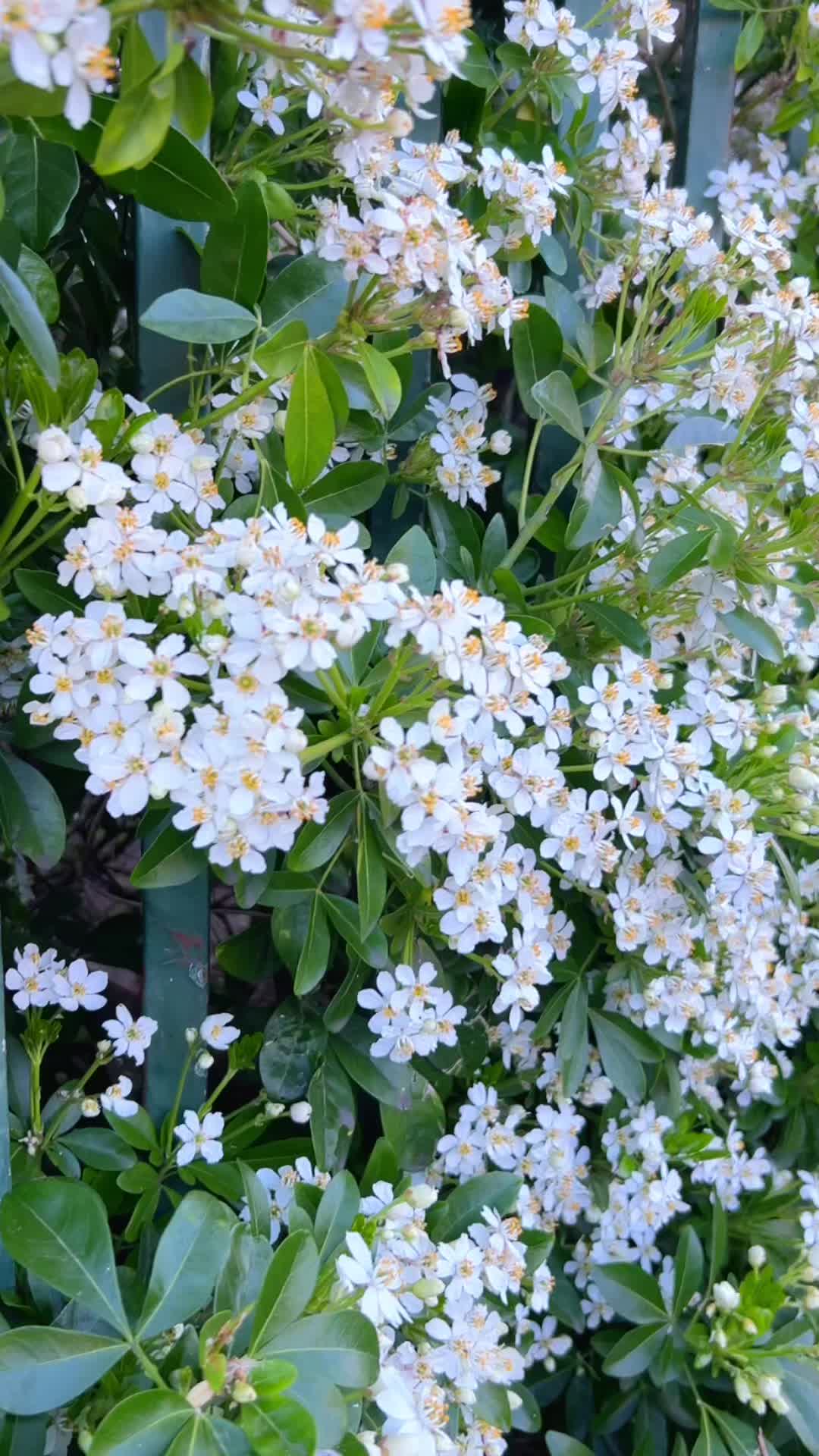 @🌿🌷মিলা🌷🌿