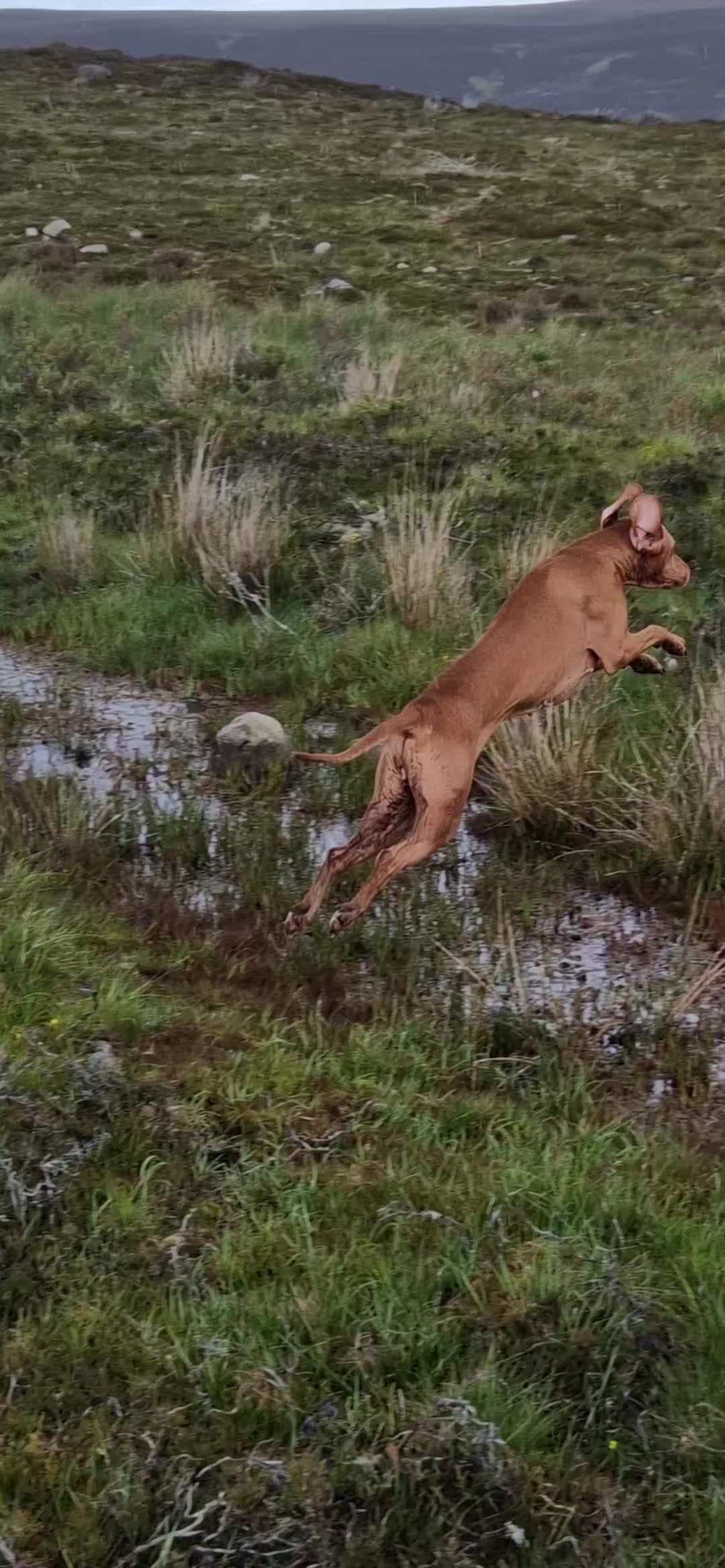 @WS