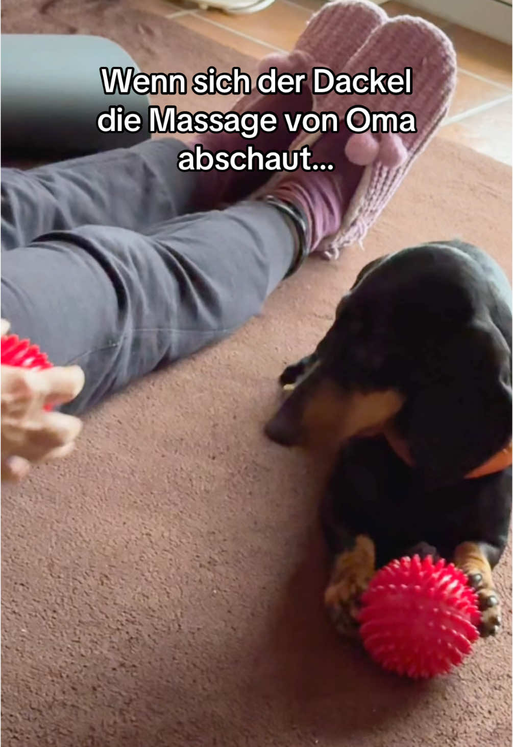 @SausagedogMaja