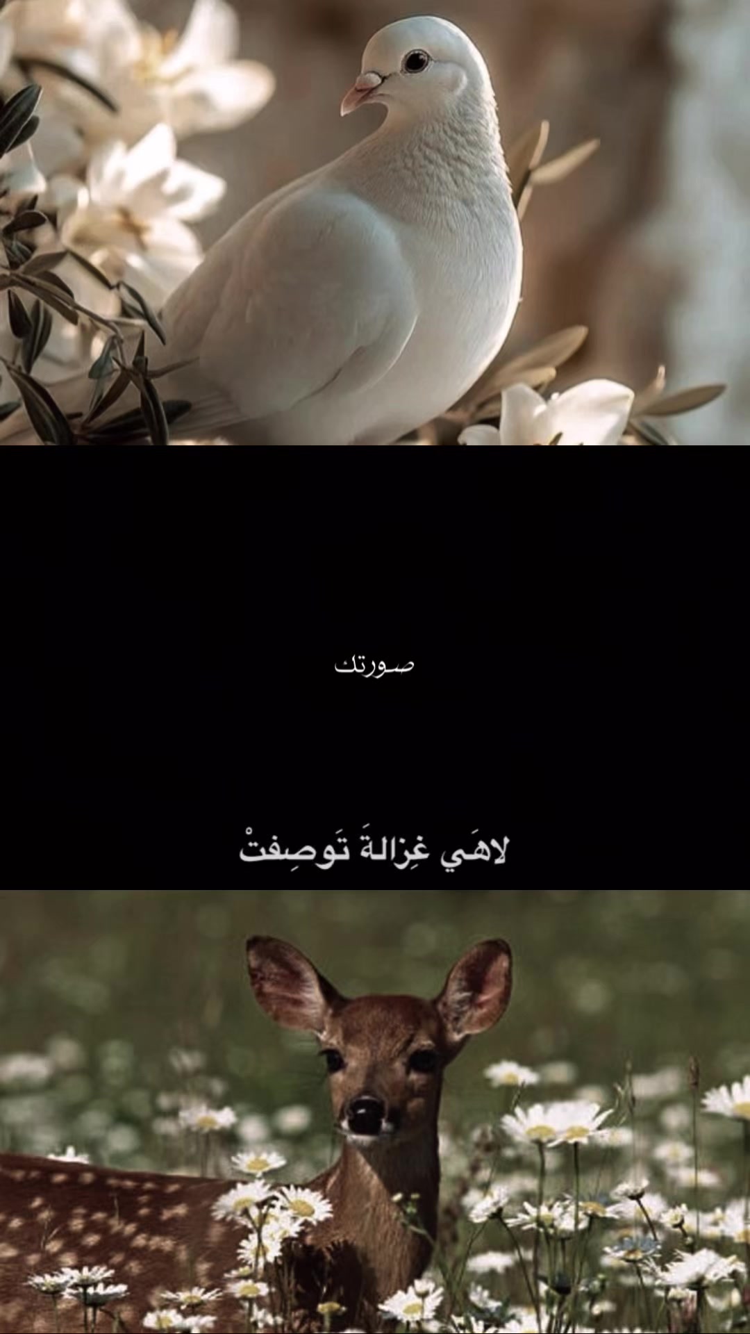 @علي | ١٤١٥ هِـ