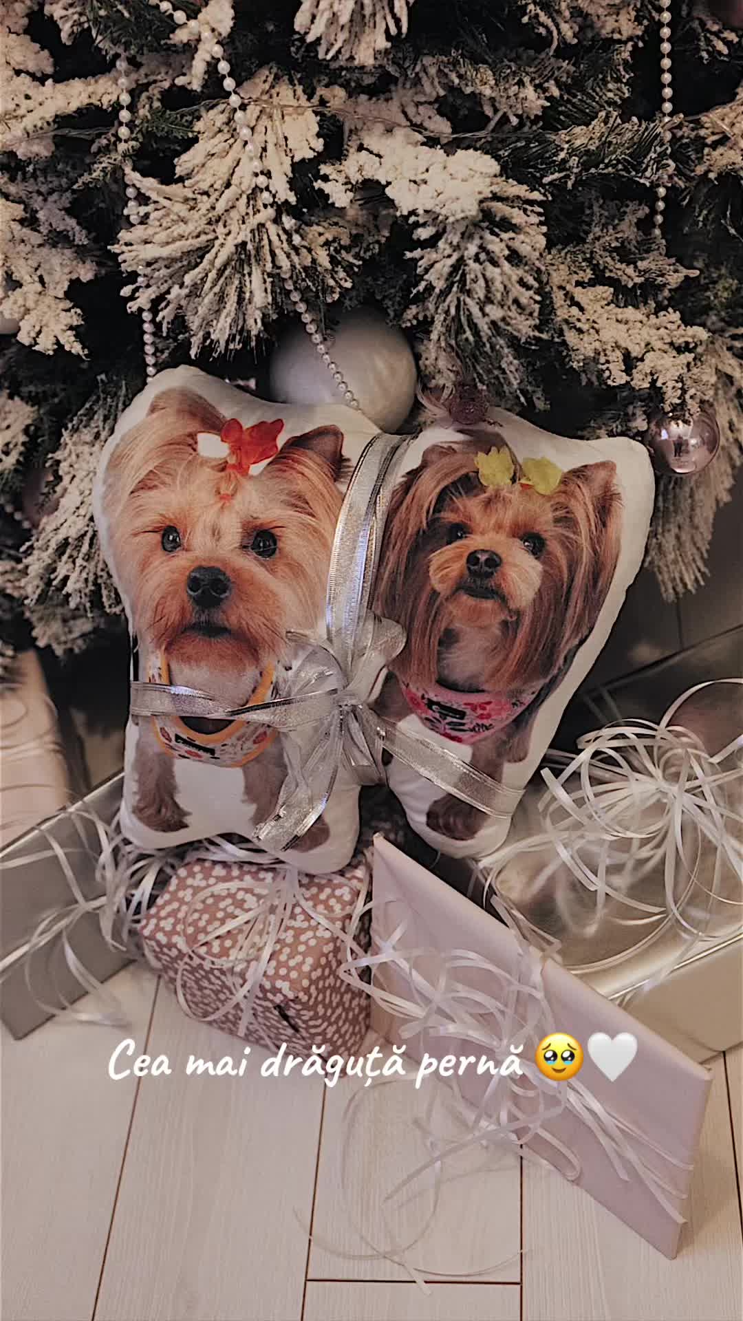 @Chicago & Tokyo | The Yorkies