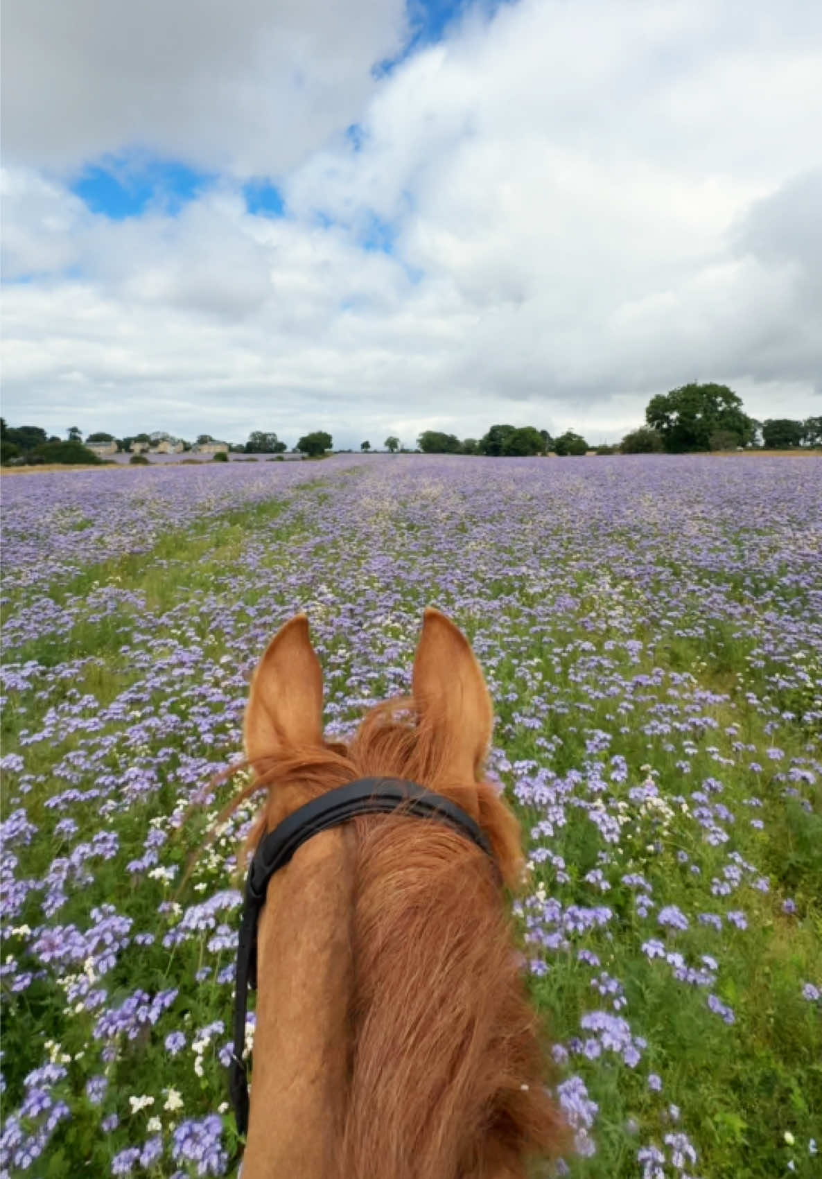 @Uhlan Equestrian