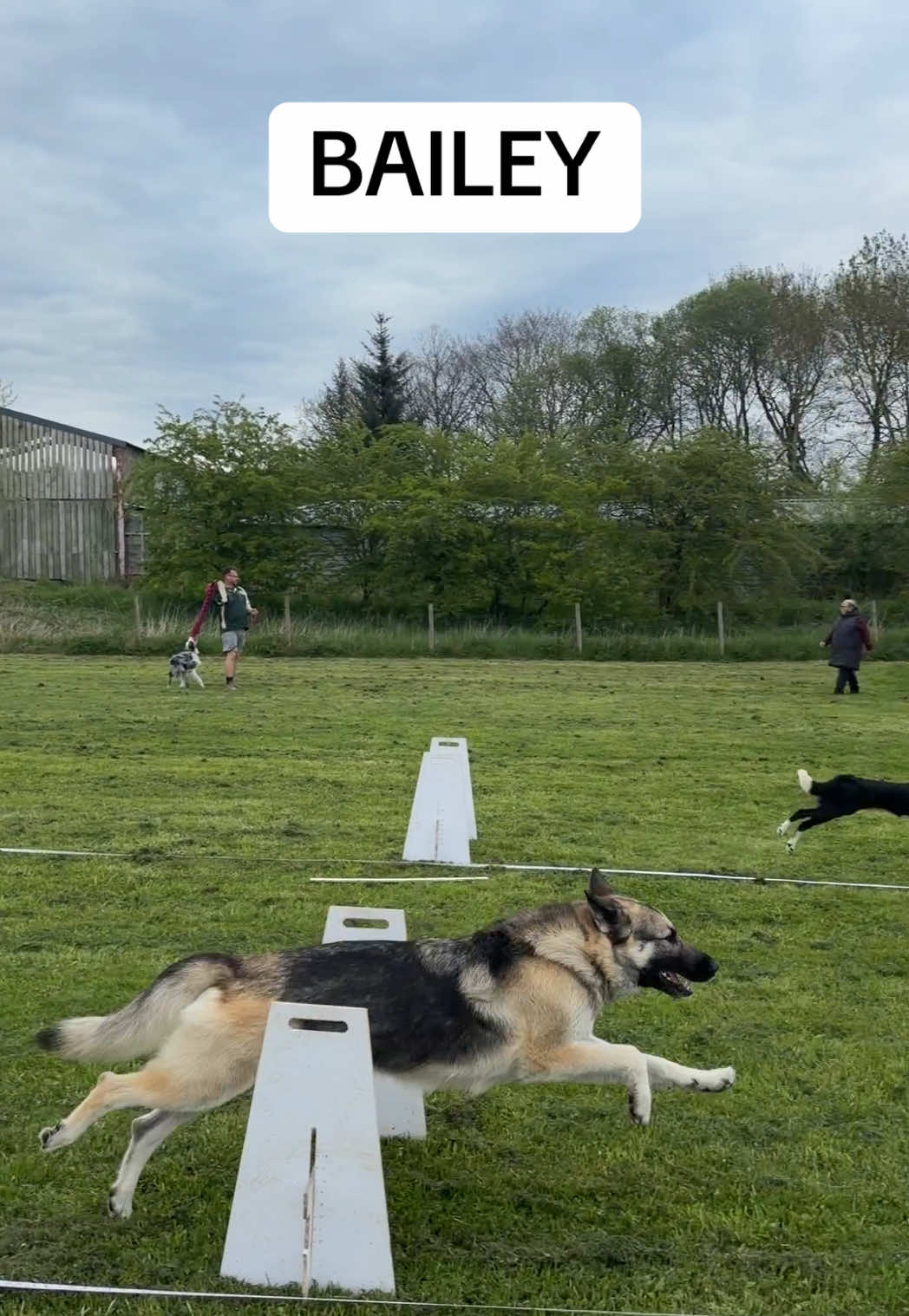 @Pawsitivity Flyball Team