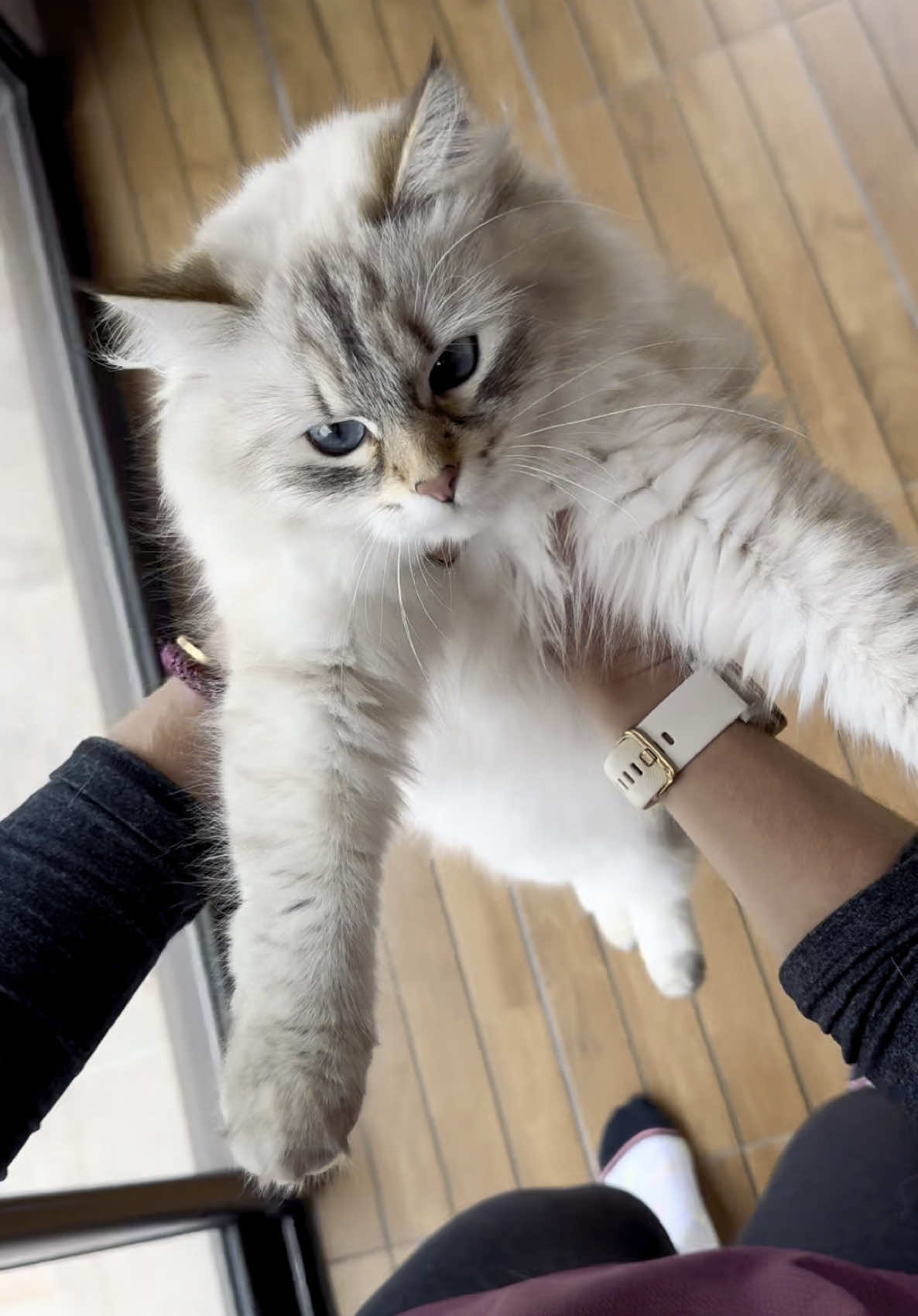 @Siberians Yuki & Aïko