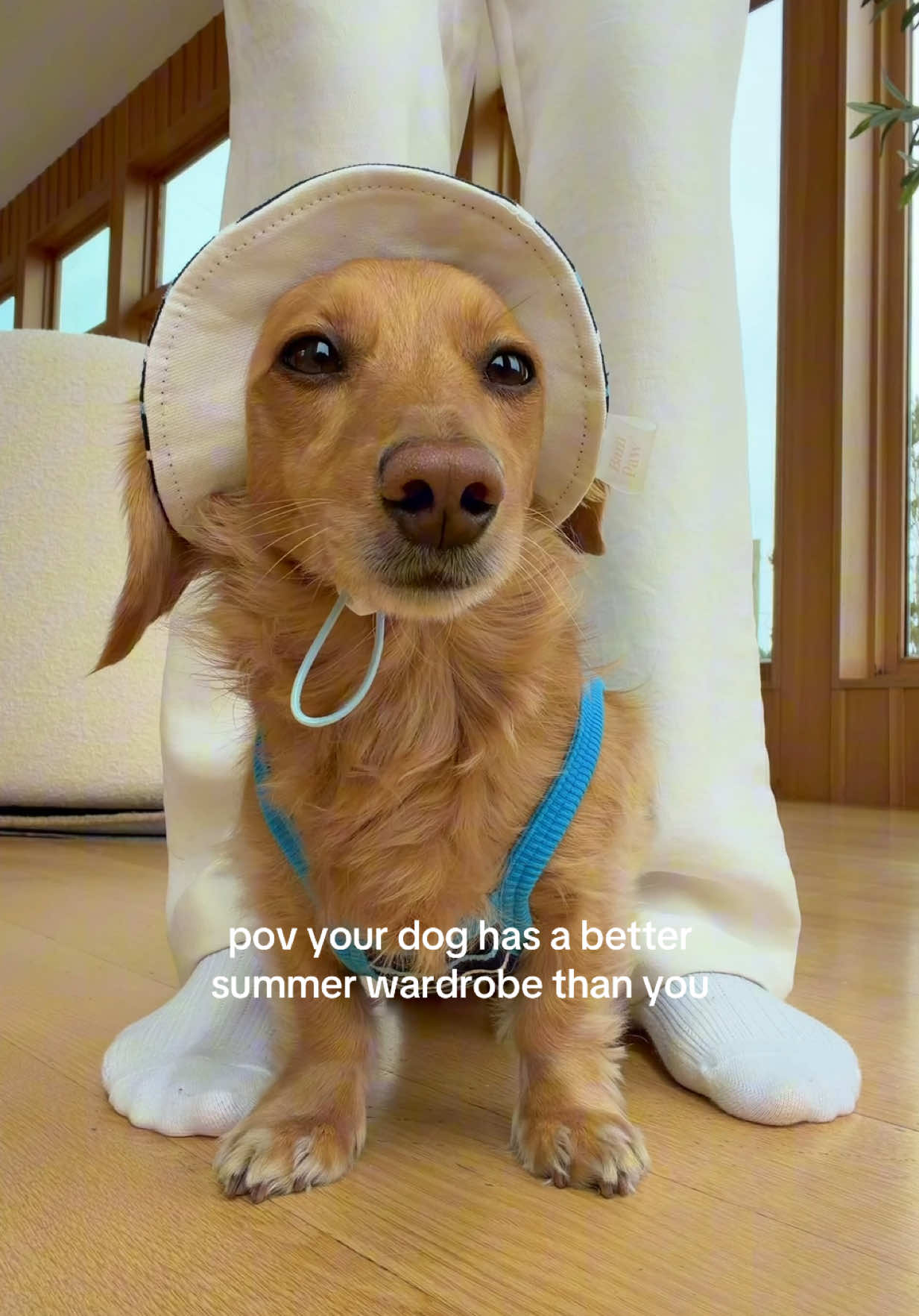 @cashewdachshund