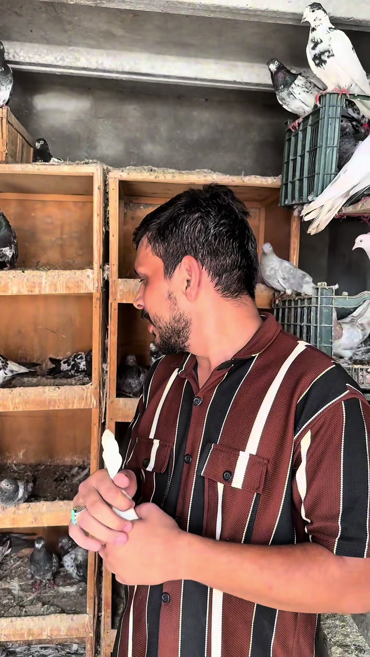 @Lahore Pigeon