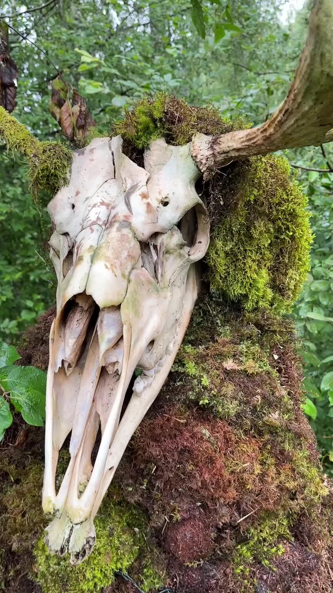 @From the woods