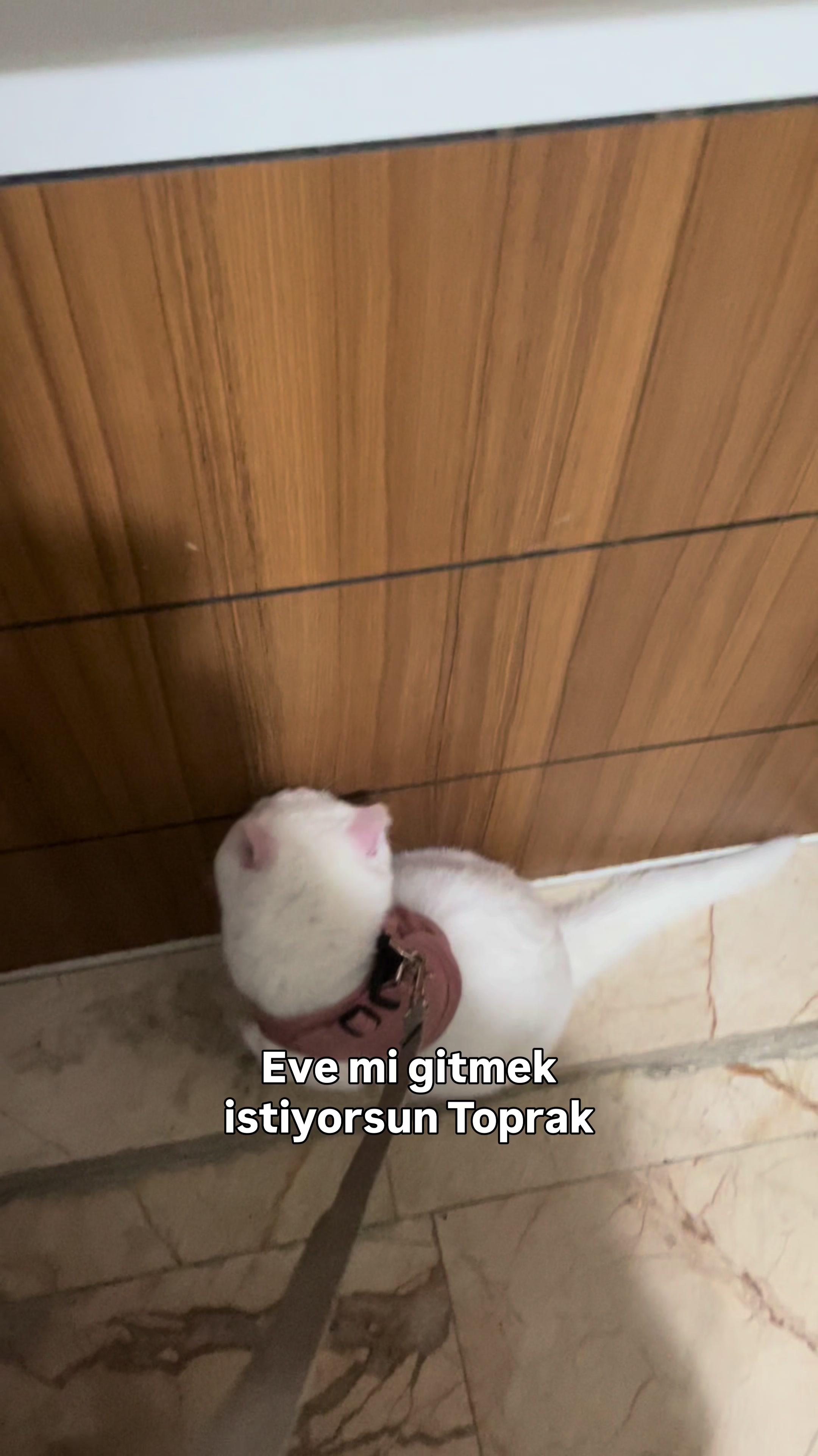 @Zemheri Mirboğa 🐈&zwj;⬛