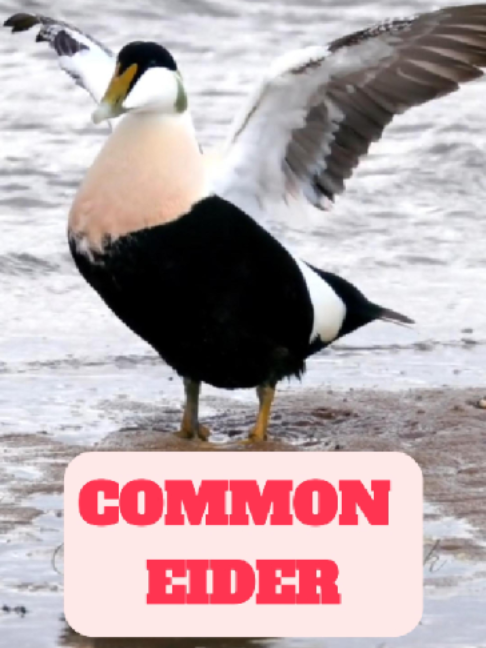 @WildlifeWonderTV Animal Facts