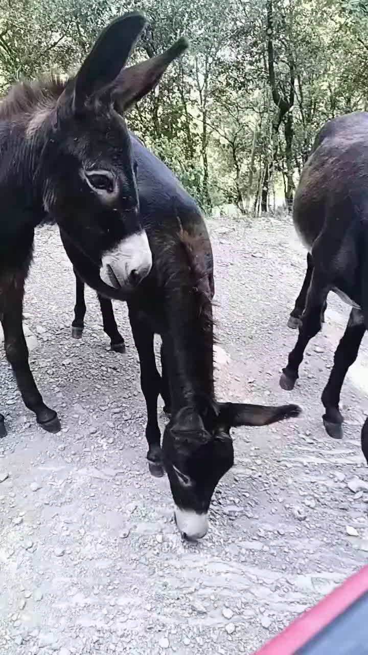 @Mansió de la gran vida