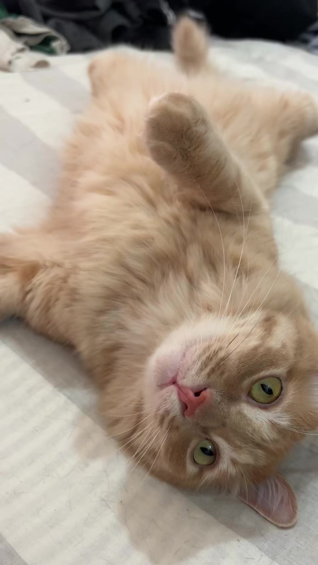 @- Alejandra 🐱💕