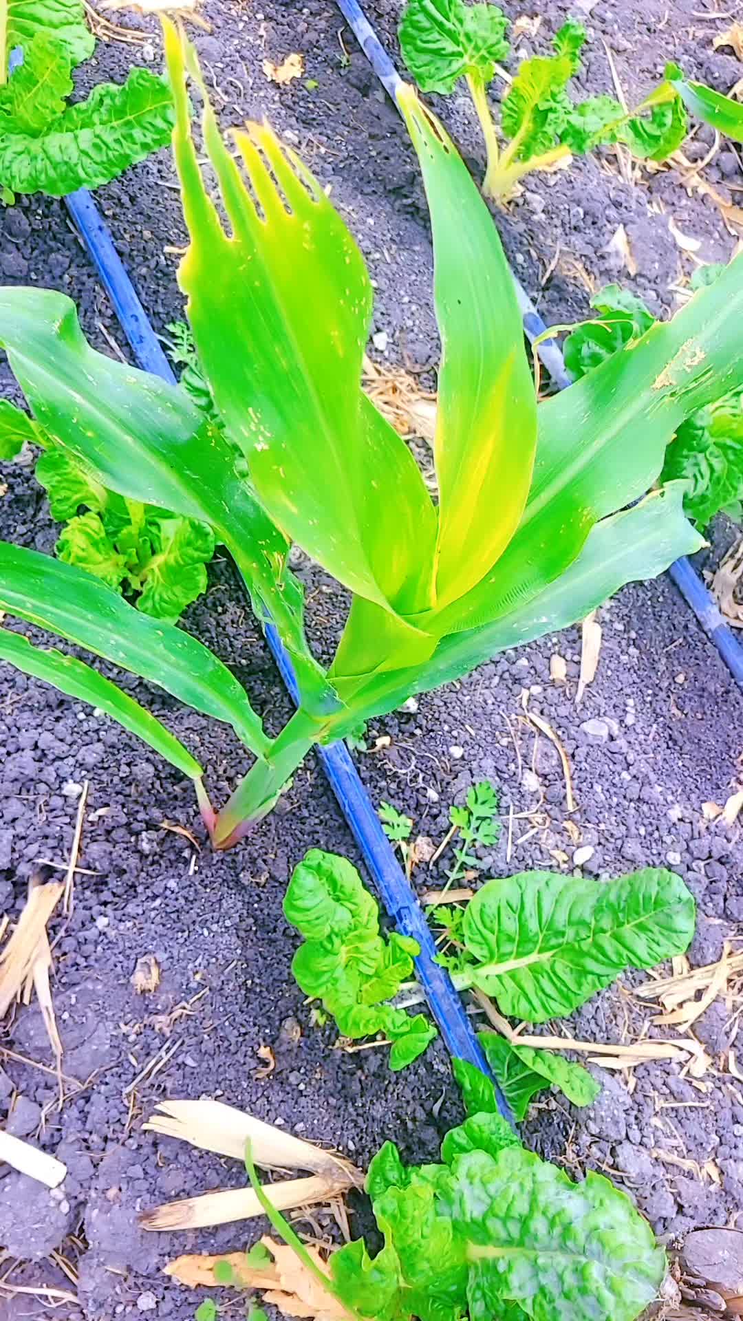 @Farming Expert