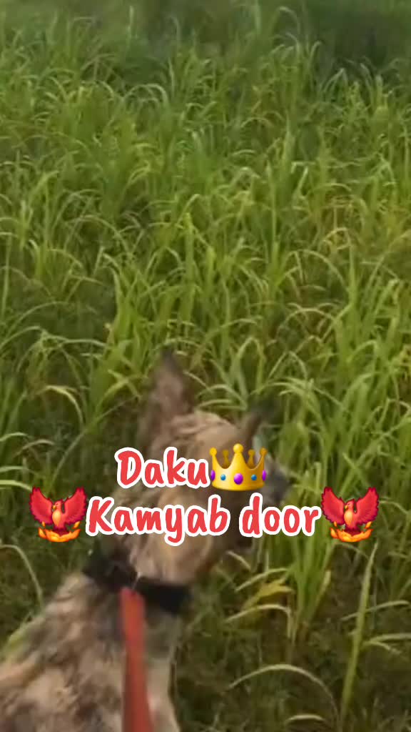 @🥀🕊ĈĤÃMPİØŃ ŜÃÄƁ🥀🕊