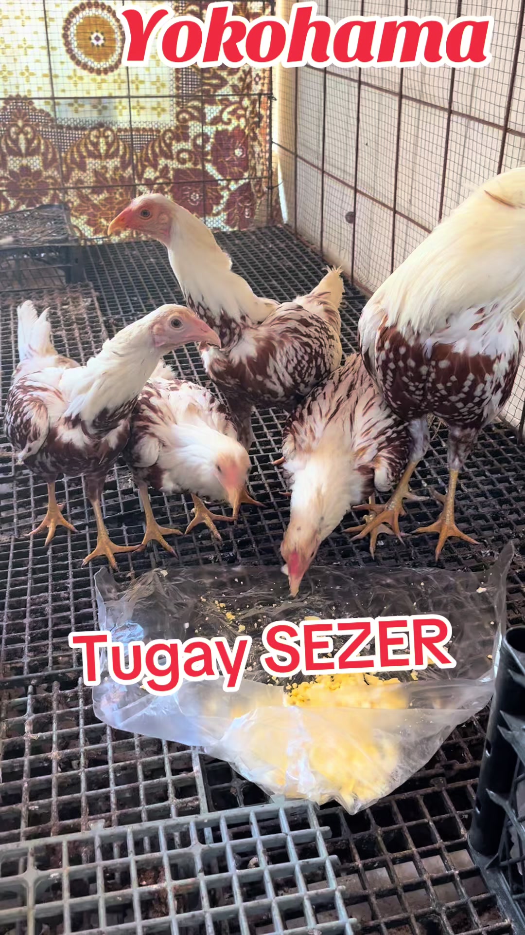 @Tugay Sezer