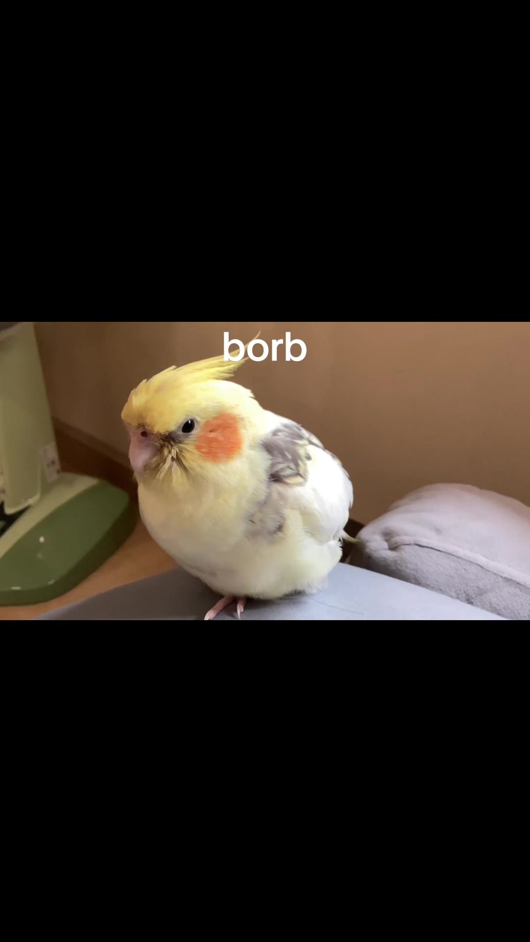 @Lemon_the_cockatiel