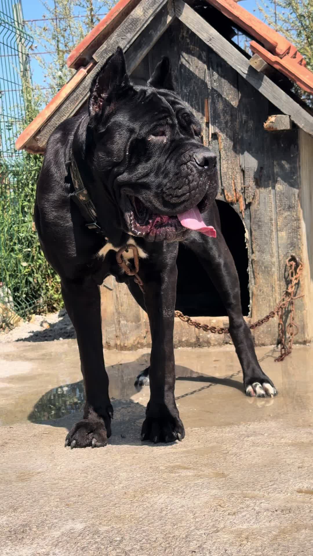 @NeroCaneCorsoKennel