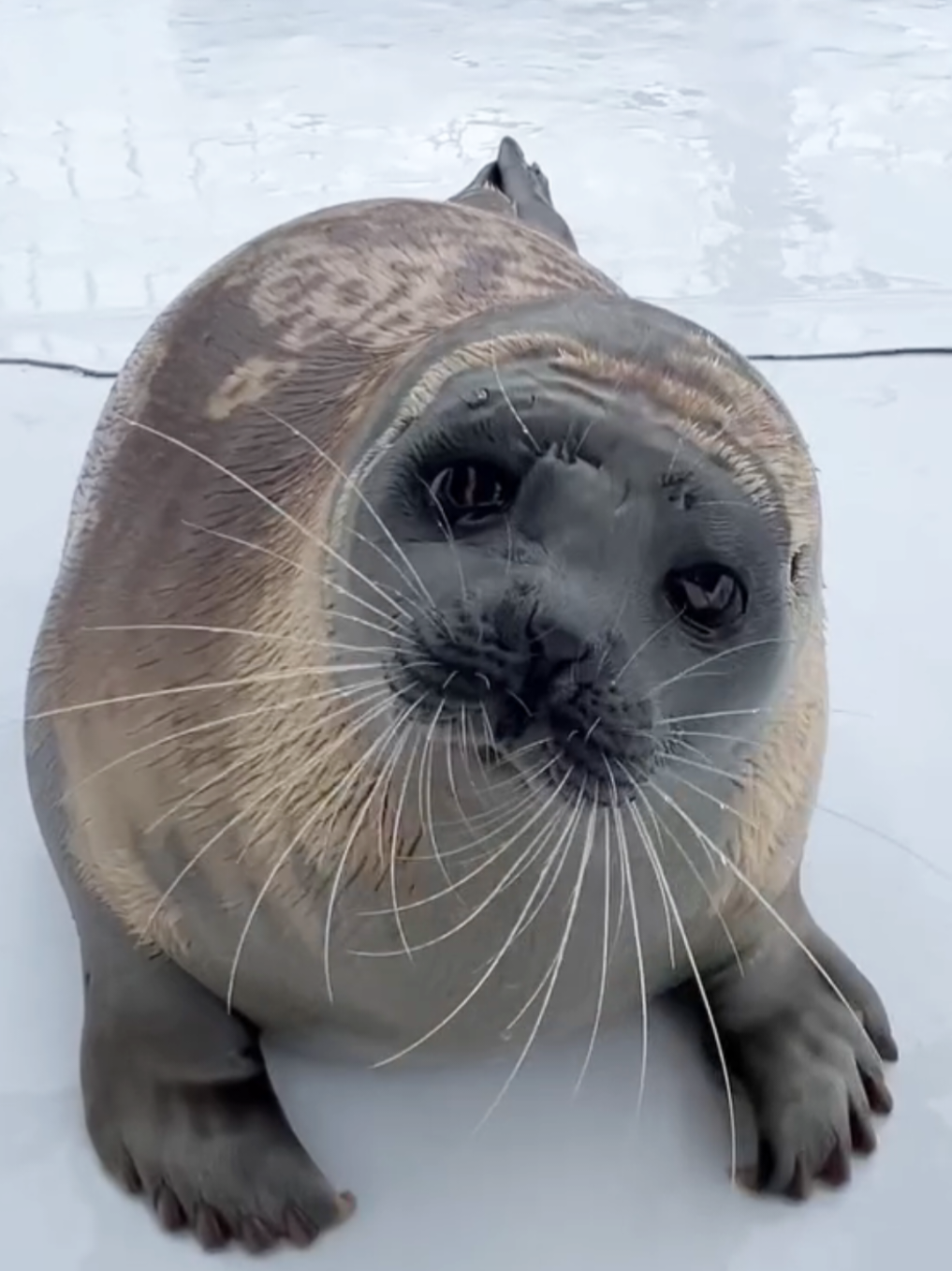 @🩷🎀 seal 🦭🩷