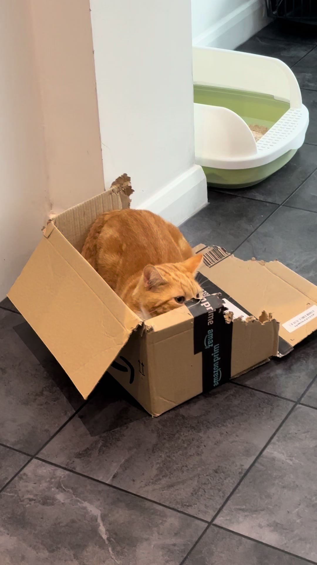 @Freddie the orange cat