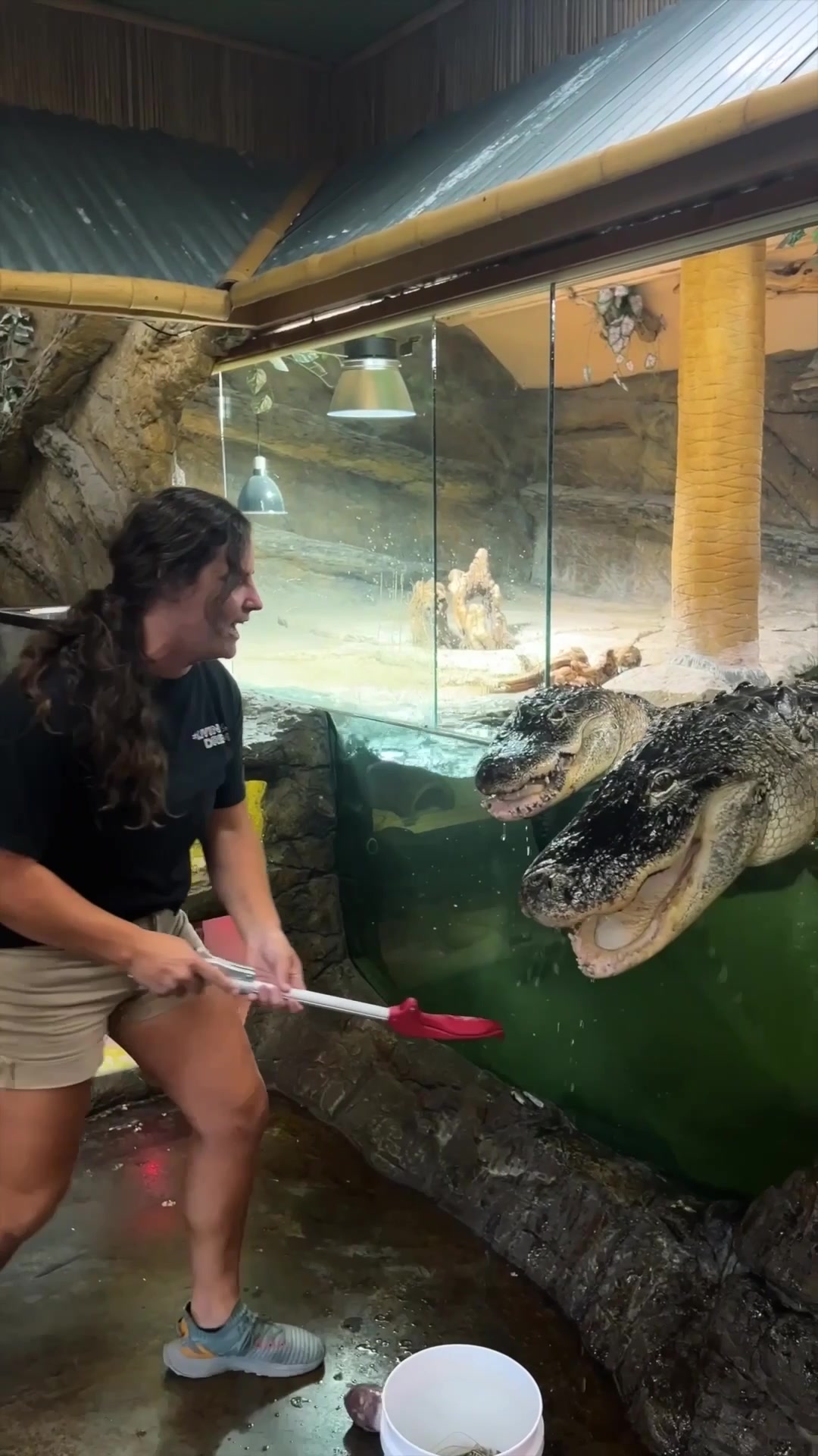 @The Reptile Zoo