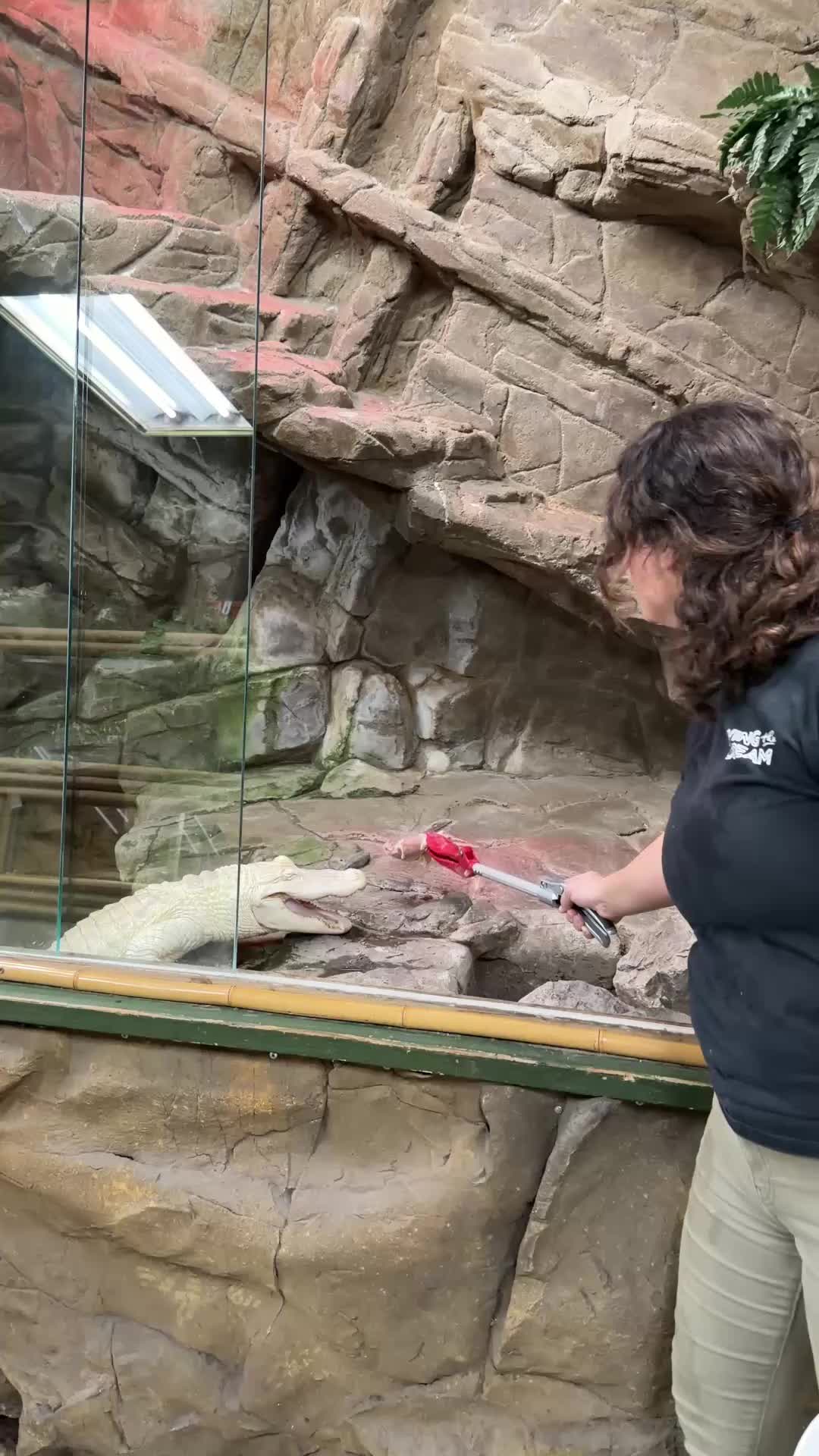 @The Reptile Zoo