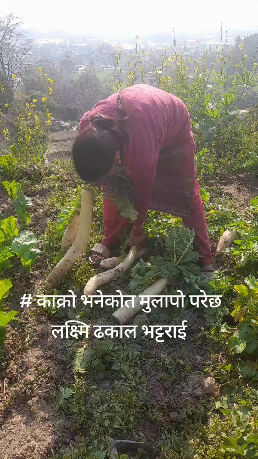 @LaxmiNarayan