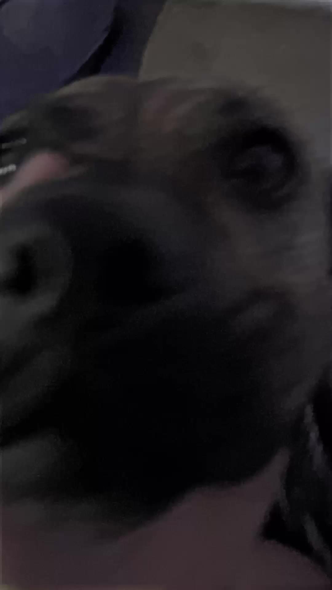 @huntdagoat1467
