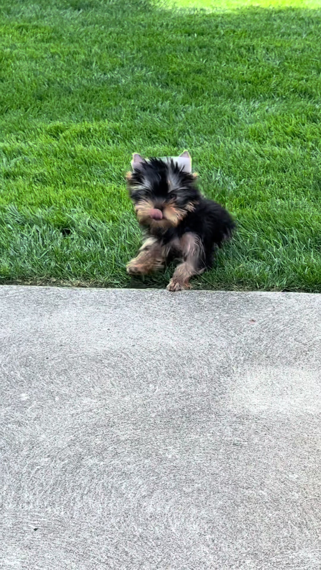 @Kimbrays Yorkies