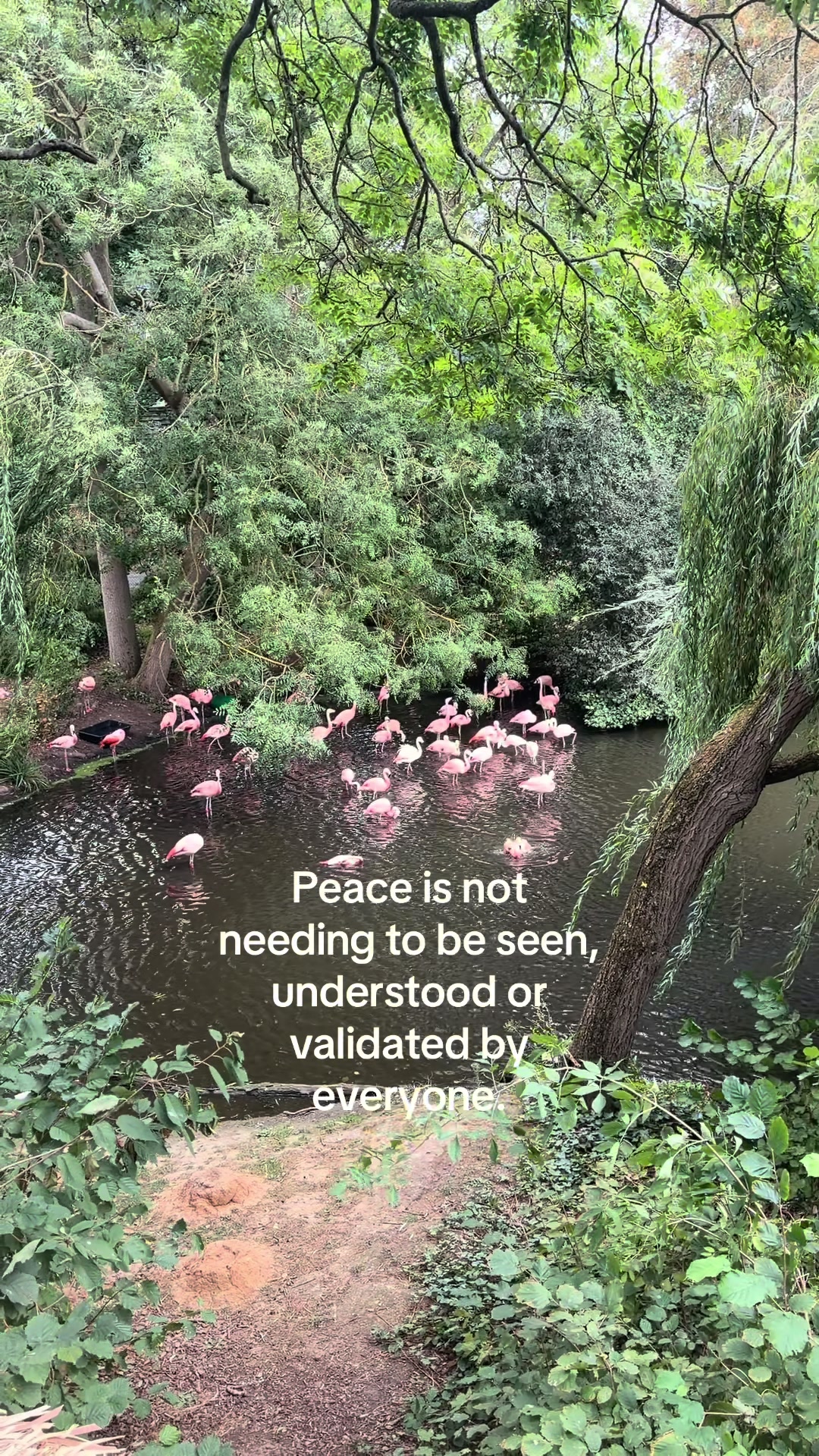 @forest.moon.wellbeing