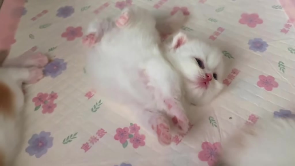 @catbosssss