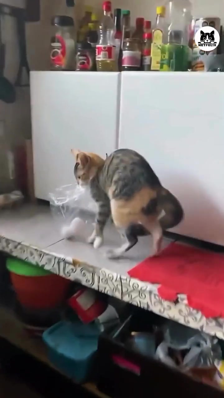 @gonzo_cats