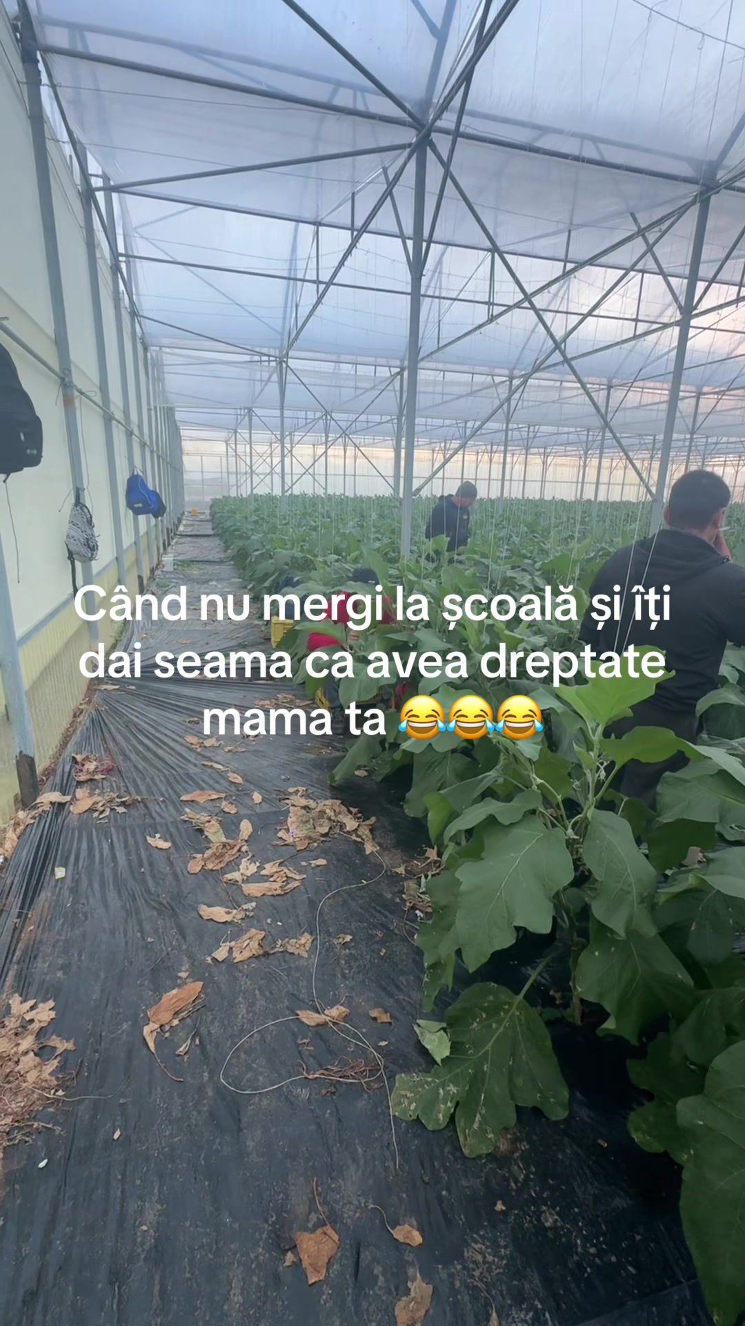 @Gabriele Sandu