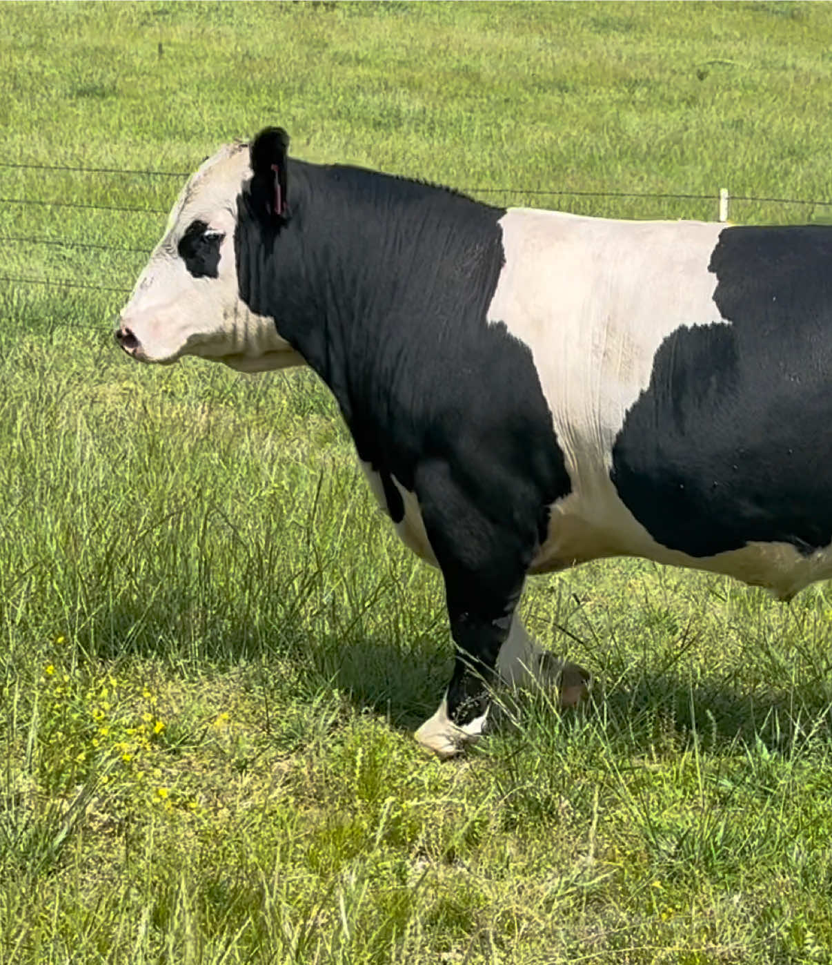@Massey Land & Cattle