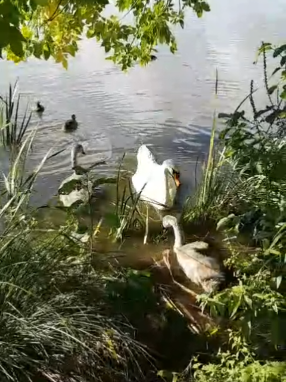 @parkwächter_bill