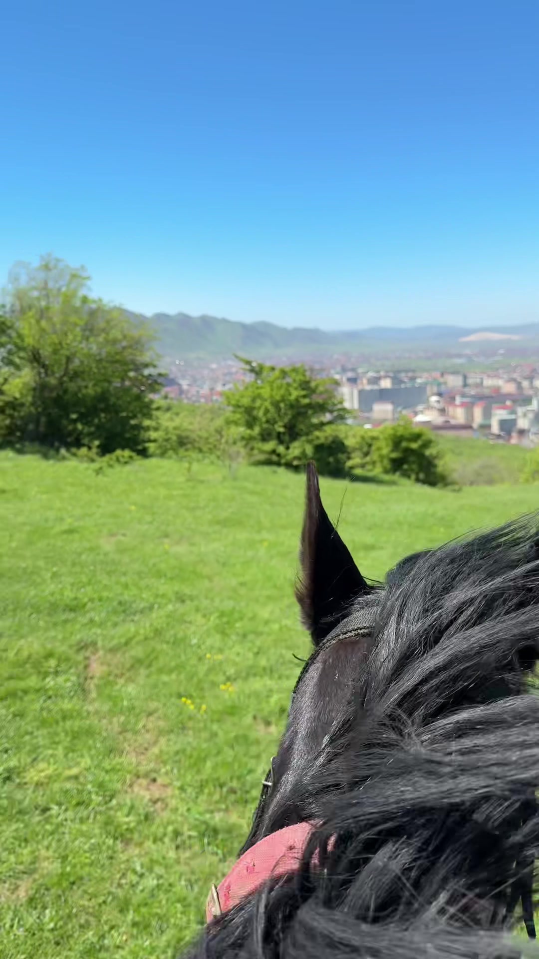 @horselakia