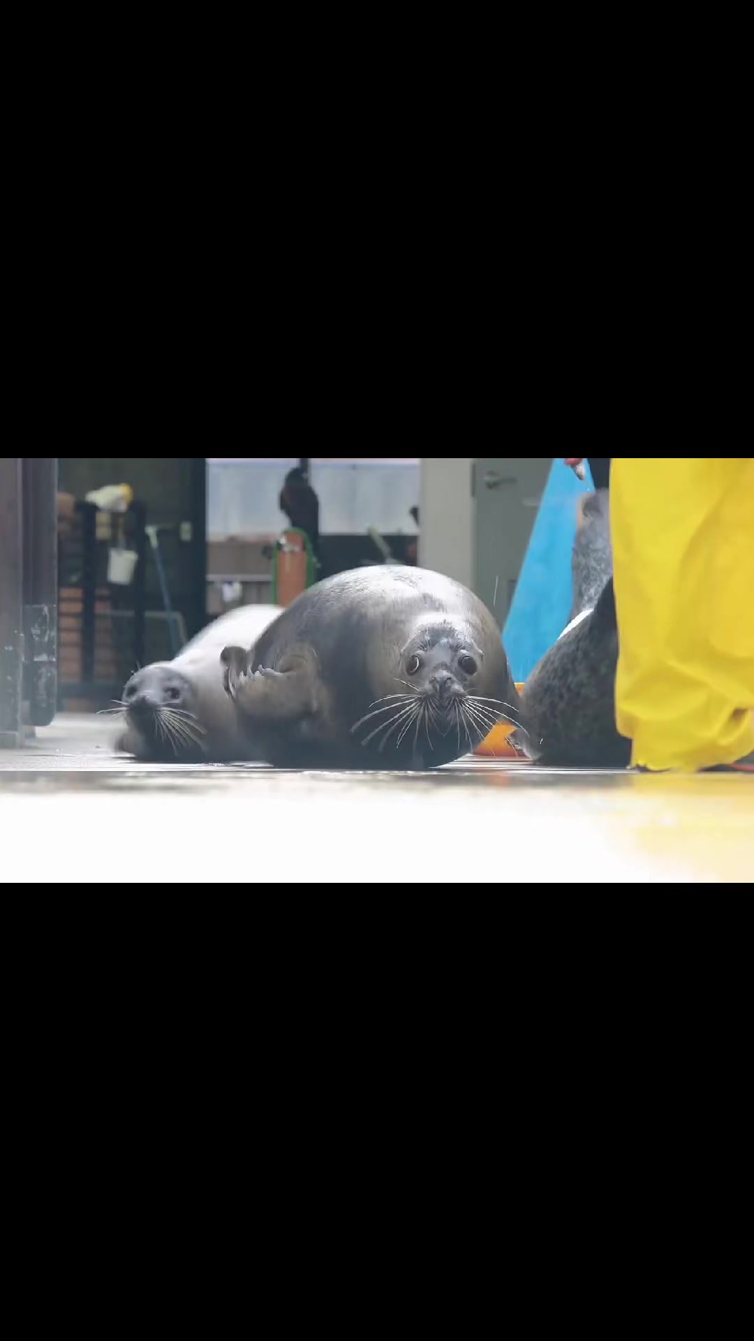 @🩷🎀 seal 🦭🩷