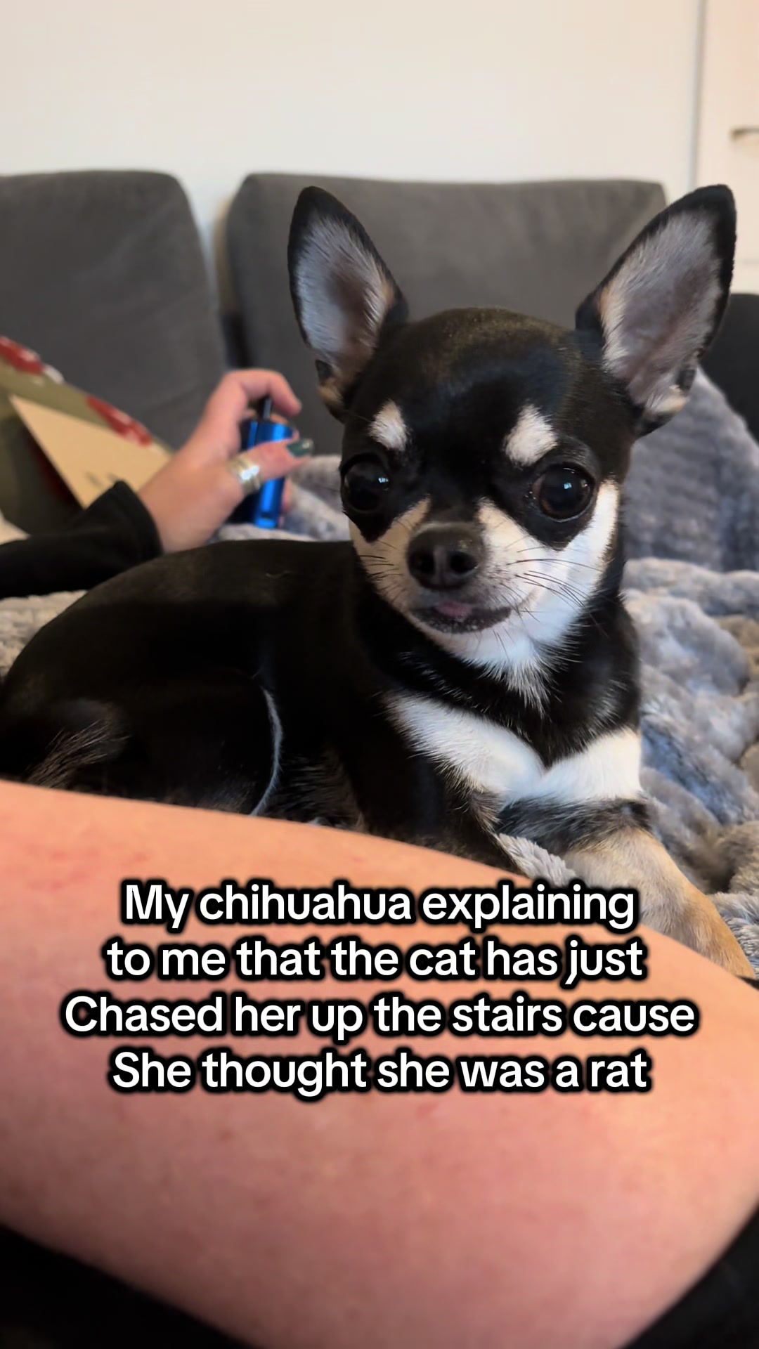 @Coco_bean🐾