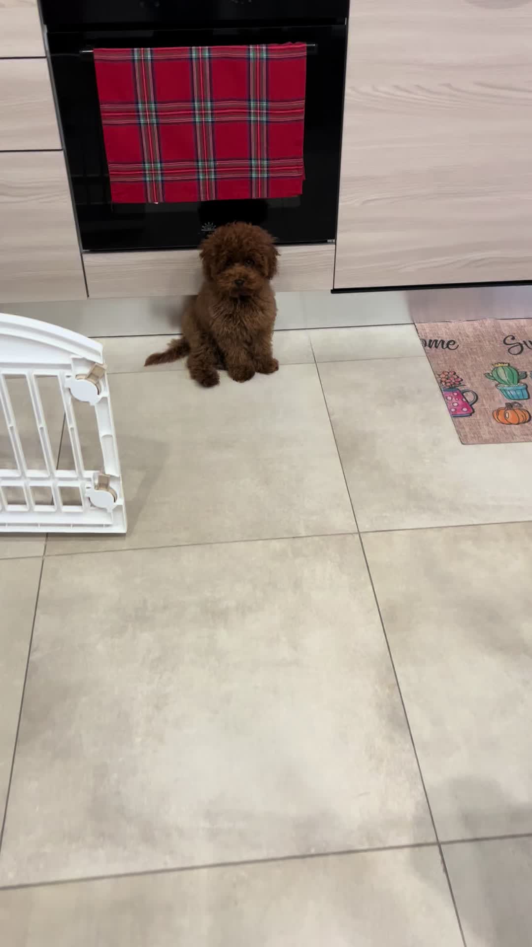 @Il mondo di Toby e Ulisse 🐩