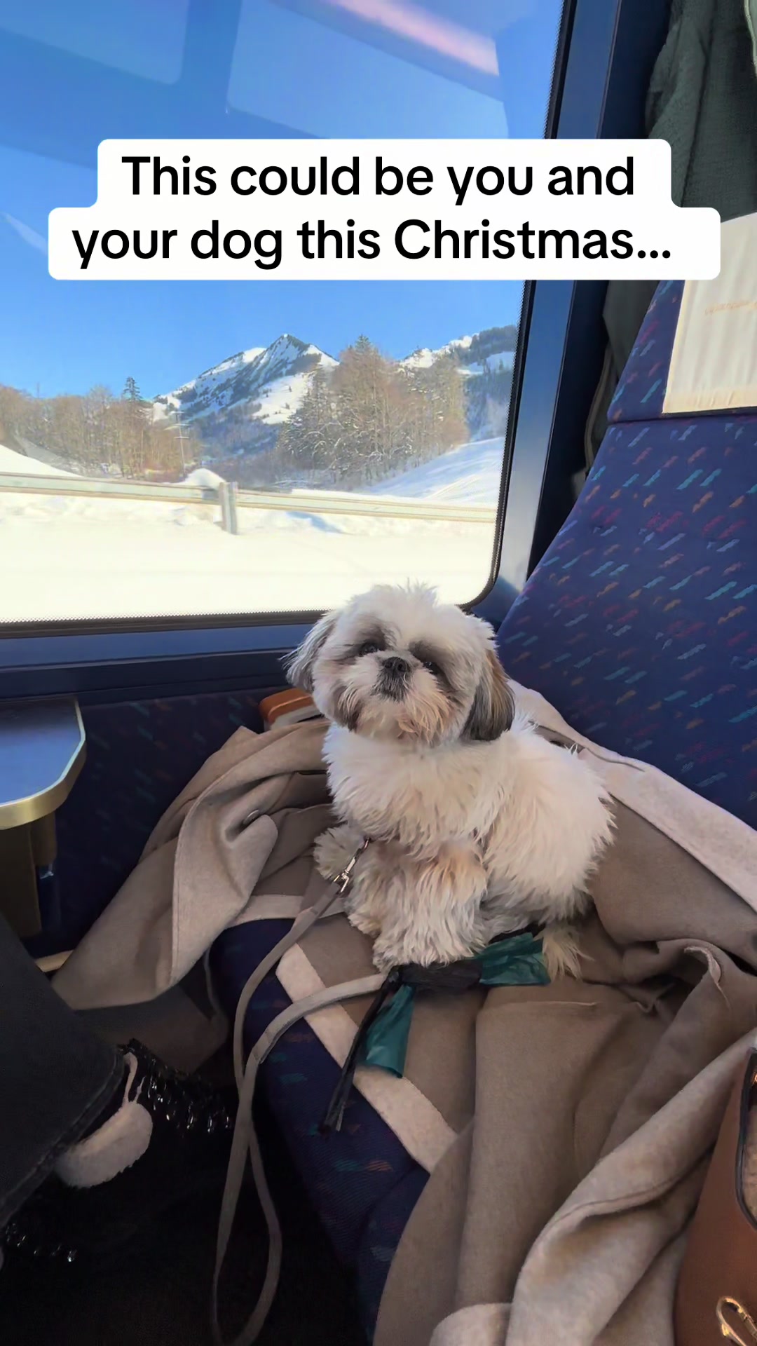 @Daisy | The Dog Travel App