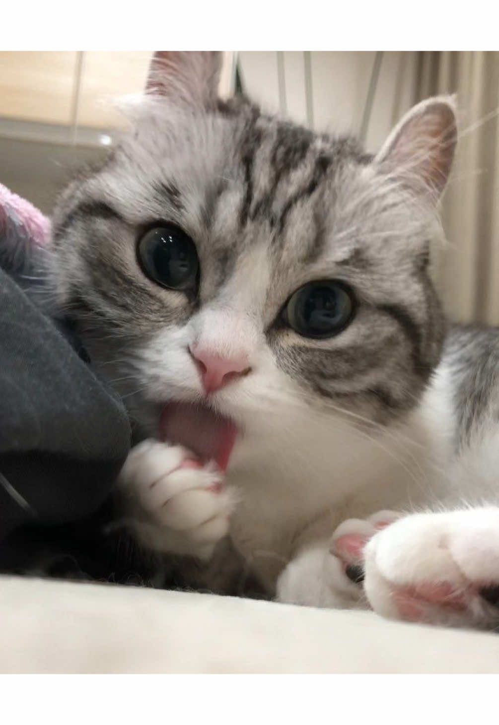 @твич: qivwi1