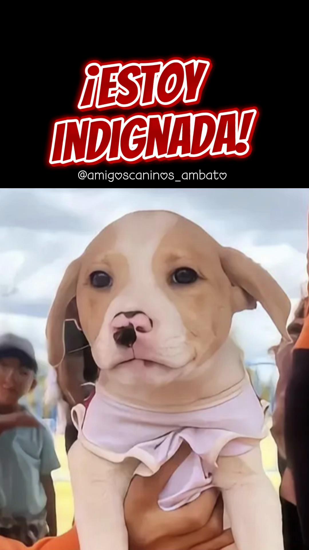 @Amigoscaninos_Ambato