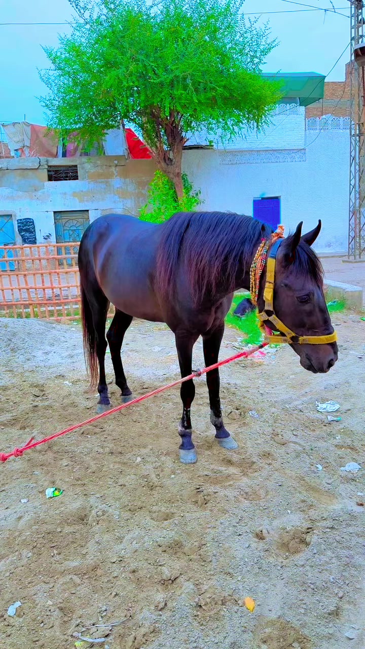 @Sardar Noor Ahmed Wassan