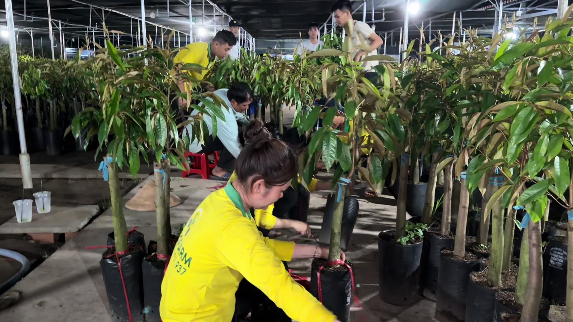 @Hùng Chương STCG Welofarm