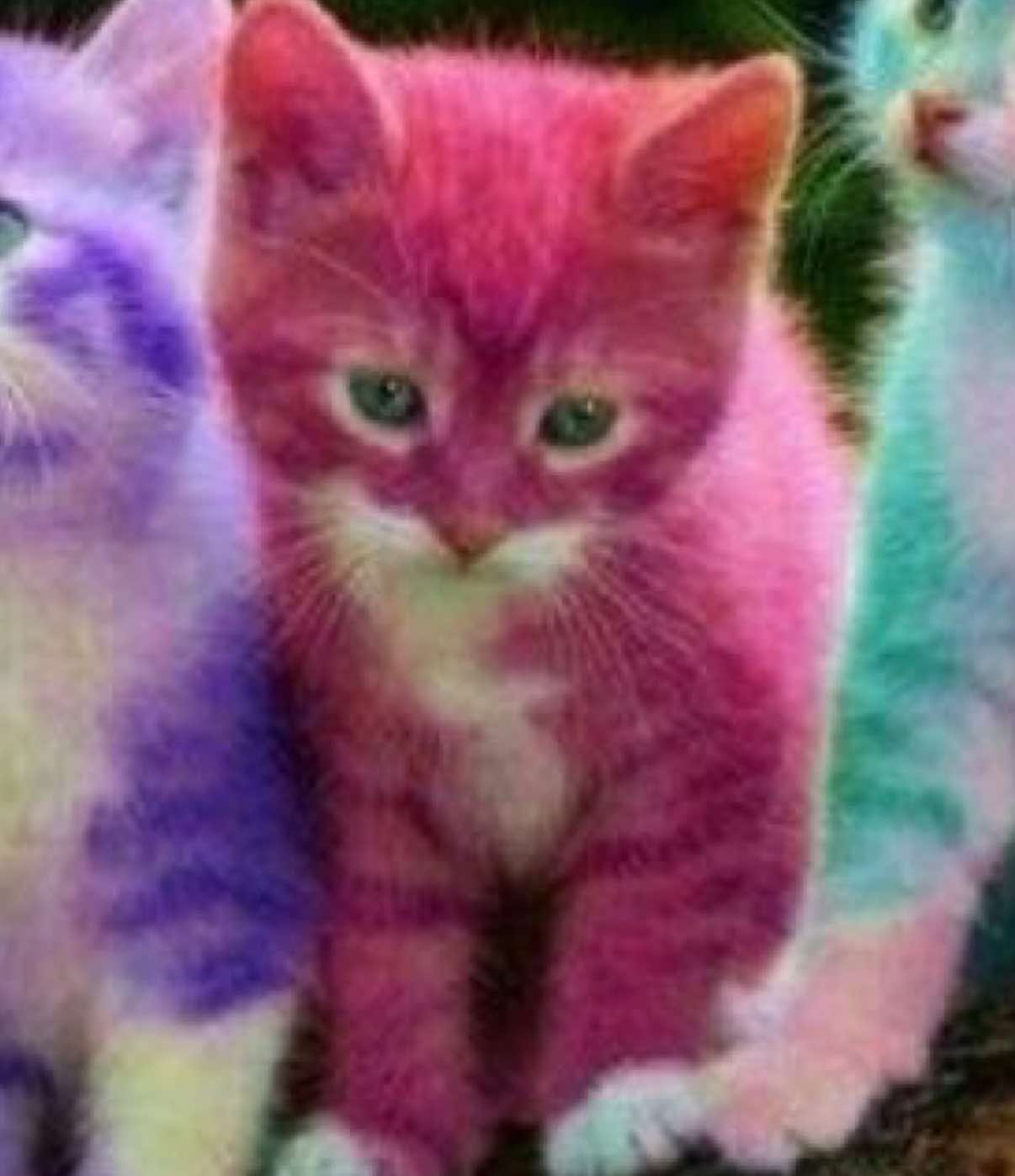 @cottagecat28