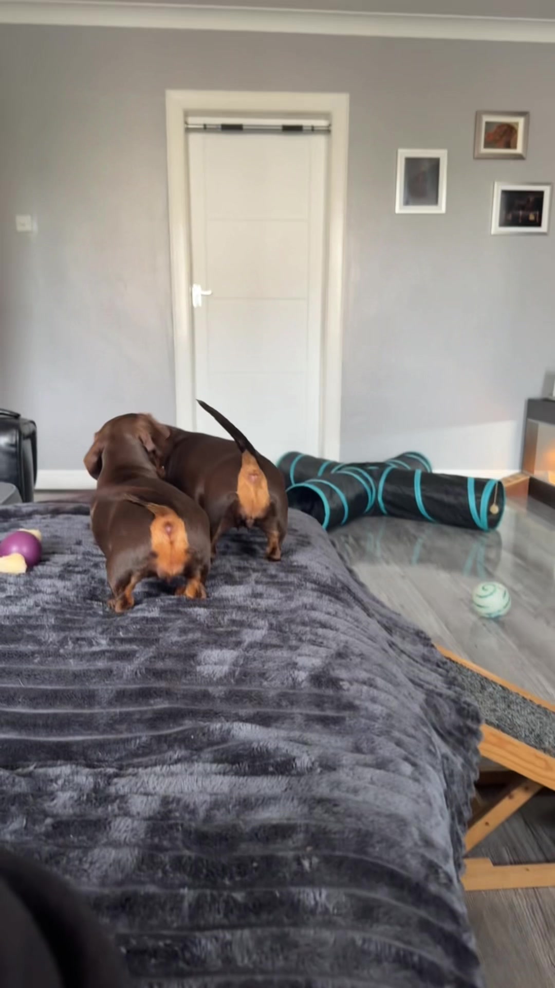 @ciciolive_mini_weiners