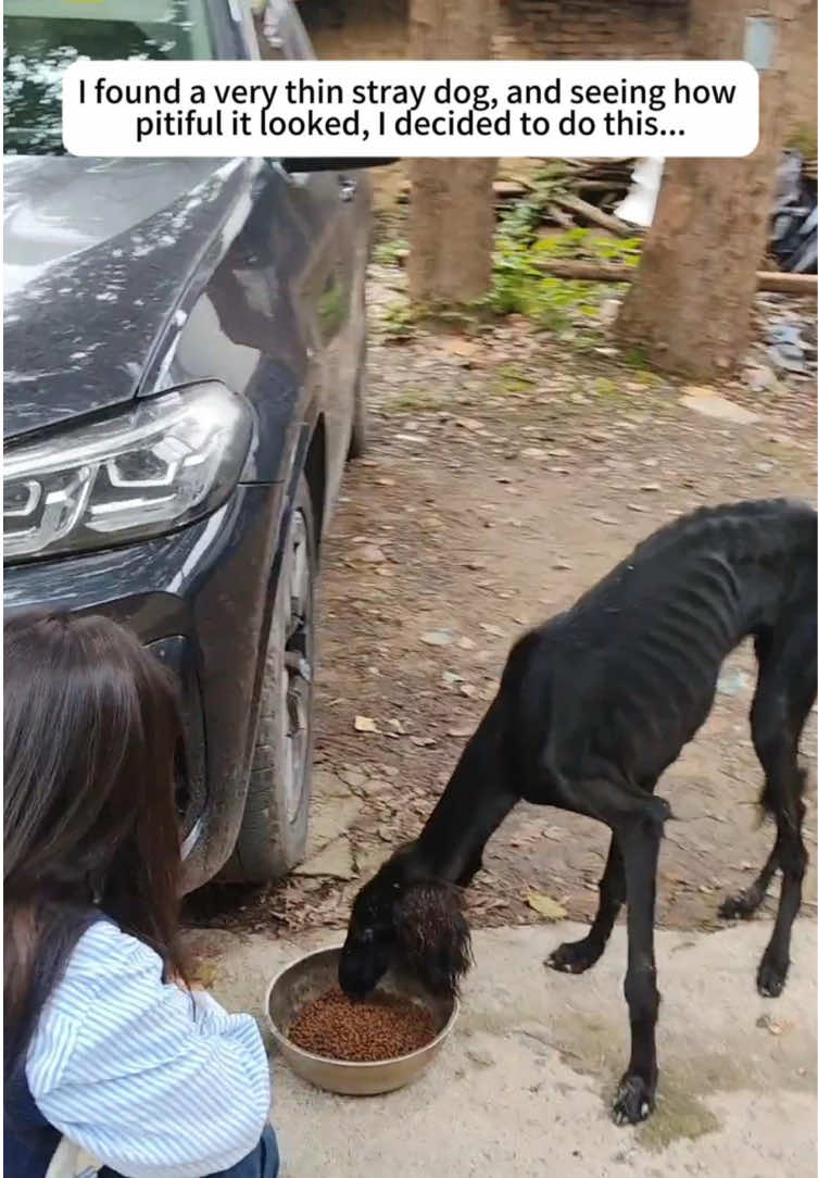 @rescuespet12