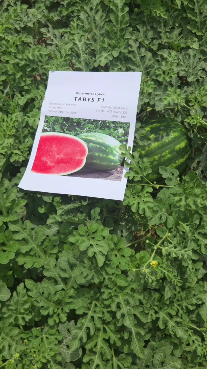 @Expert Agro Seeds
